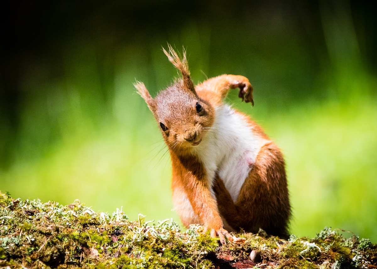 Female European Red Squirrel