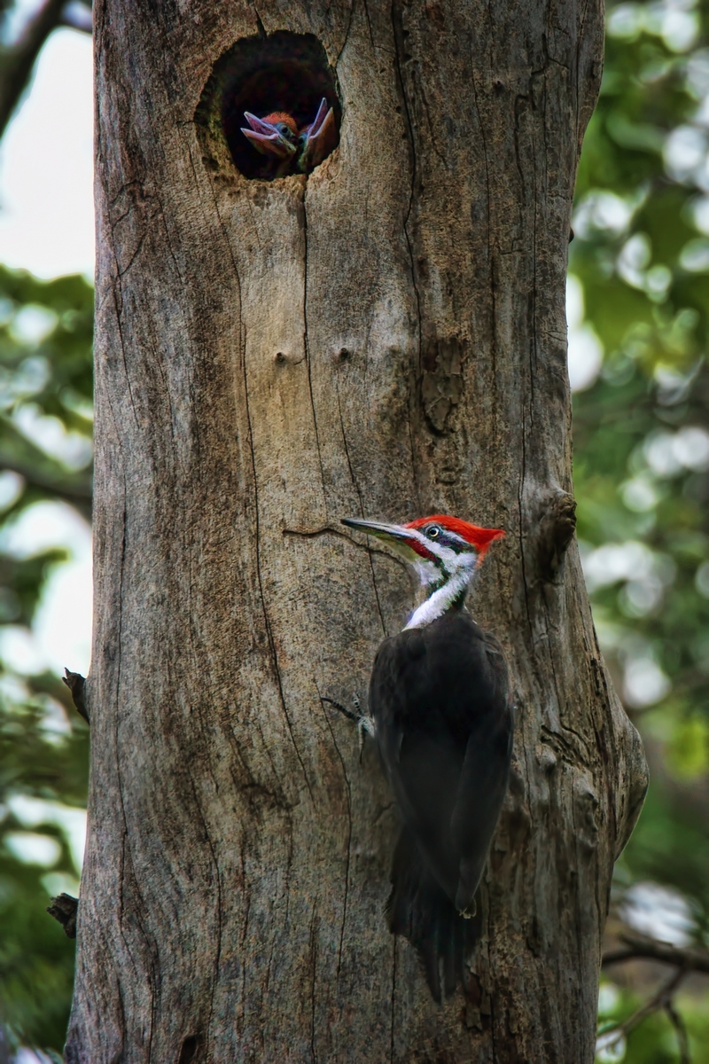 Pileated Woodpeckers