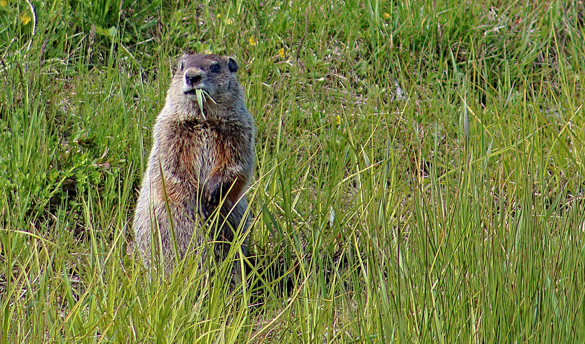 Punxsutawney Phil's cousin