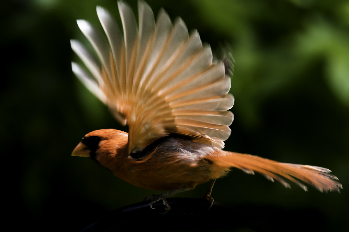 ZORO CARDINAL - Bird Superhero