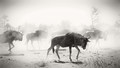 dust