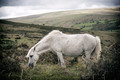 Dartmoor Pony