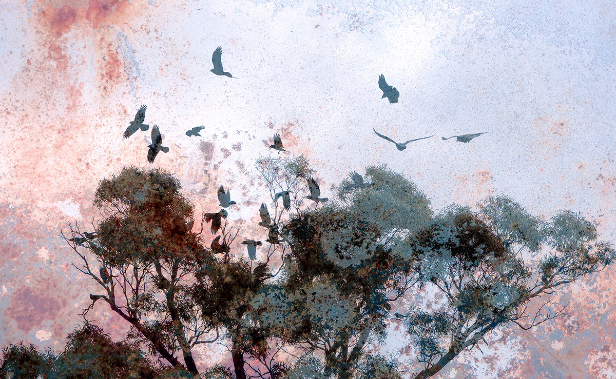 Sucrows