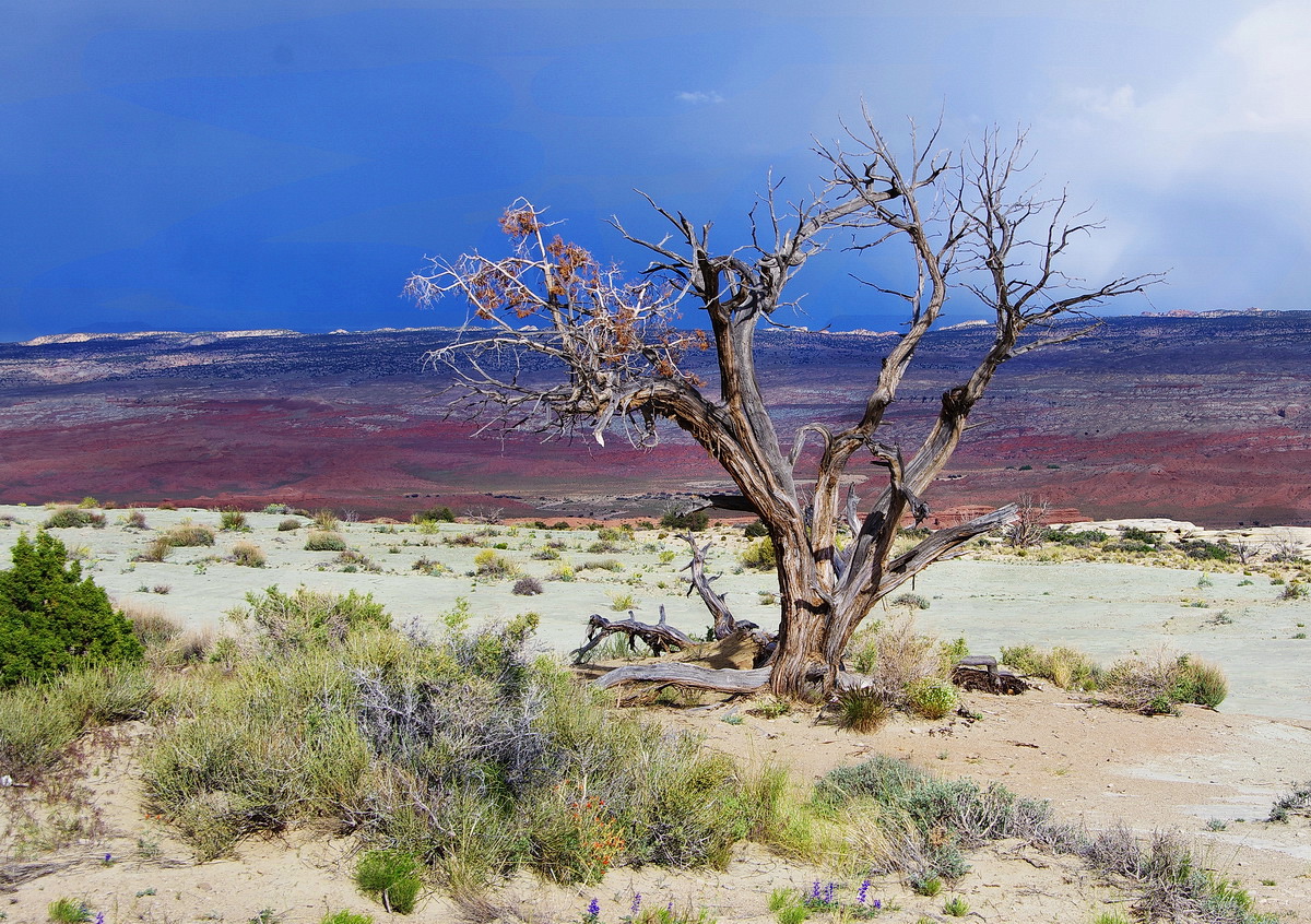 Lone Tree 