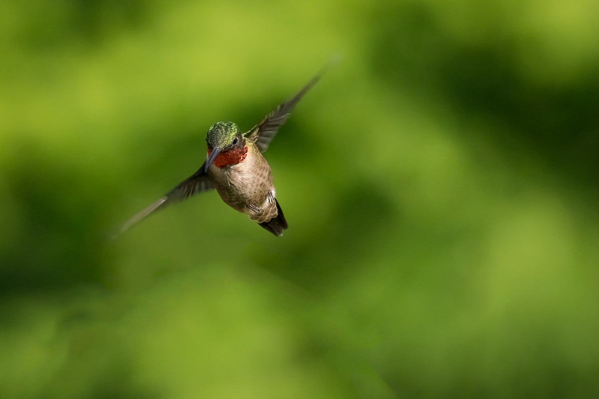 Ready to Dive - Ruby Throated Male Hummingbird