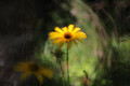 Out of Focus