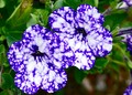 blue spotted petunia