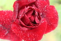 Red Red Rose