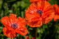 Symbol of Remembrance