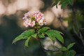 Oakleaf Hydrangea