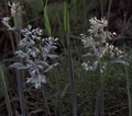 blooming grass