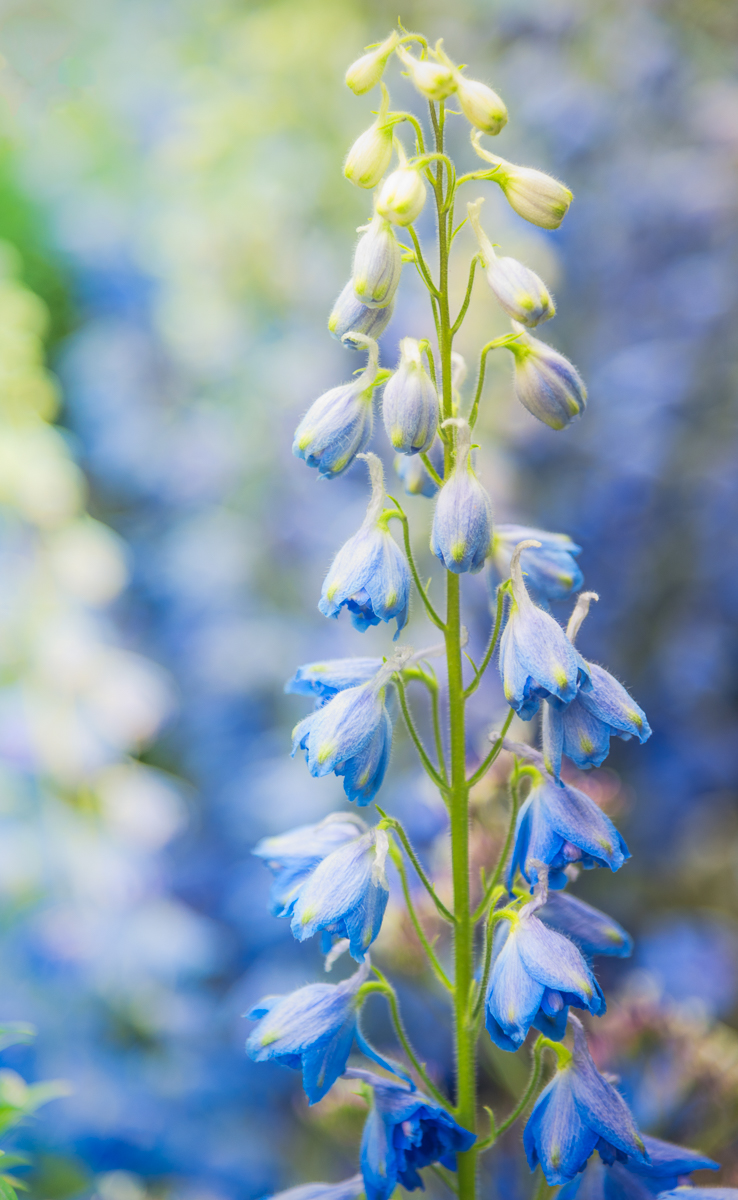 Blue Delphiniums