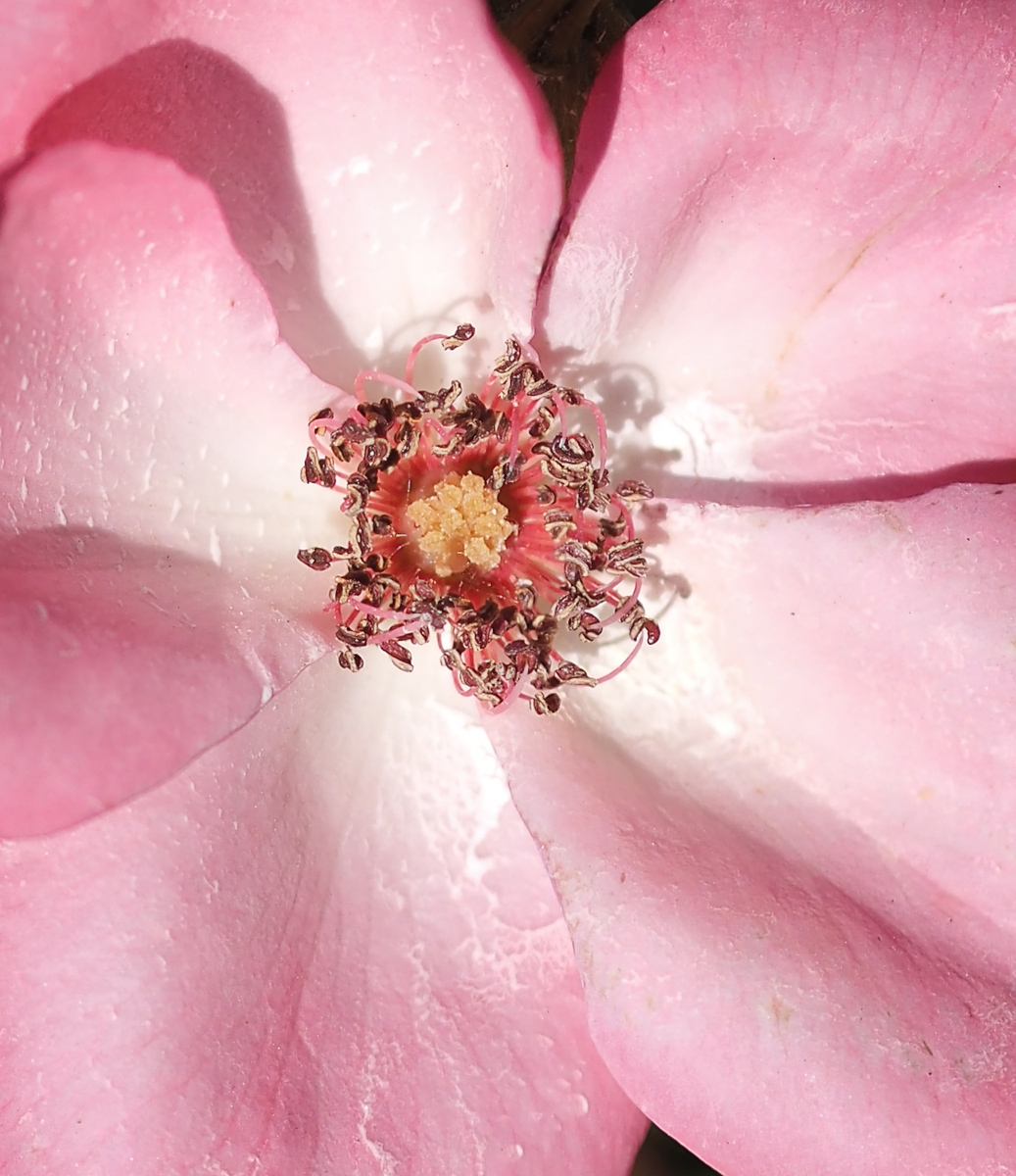 Pink Beauty