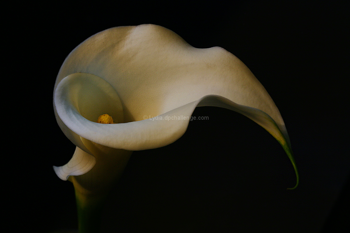 calla