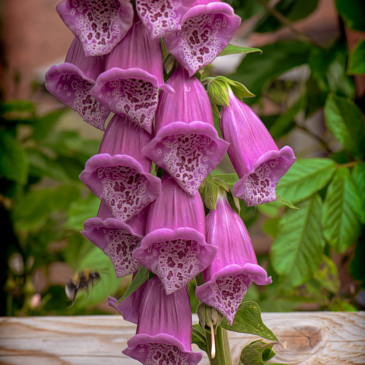 Foxgloves (Digitalis)