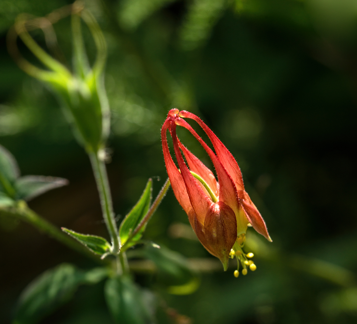 Groot's Flower