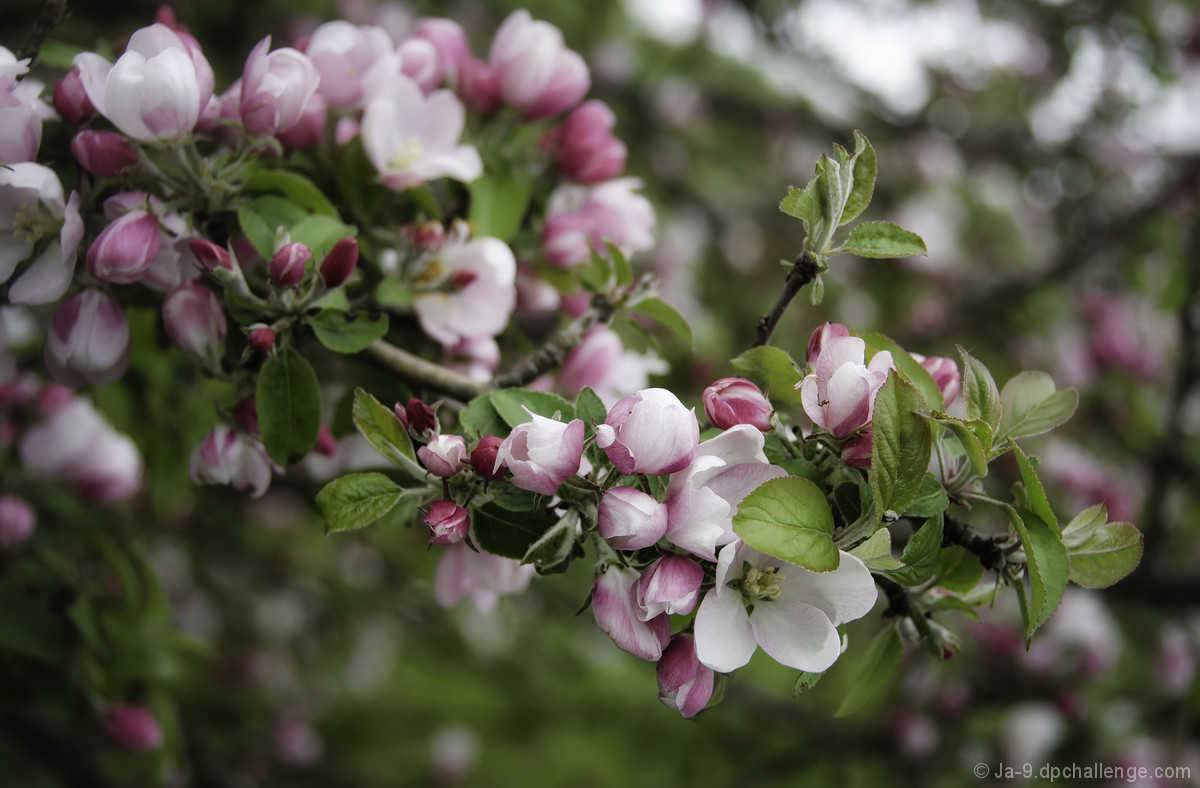 Apple Blossoms 