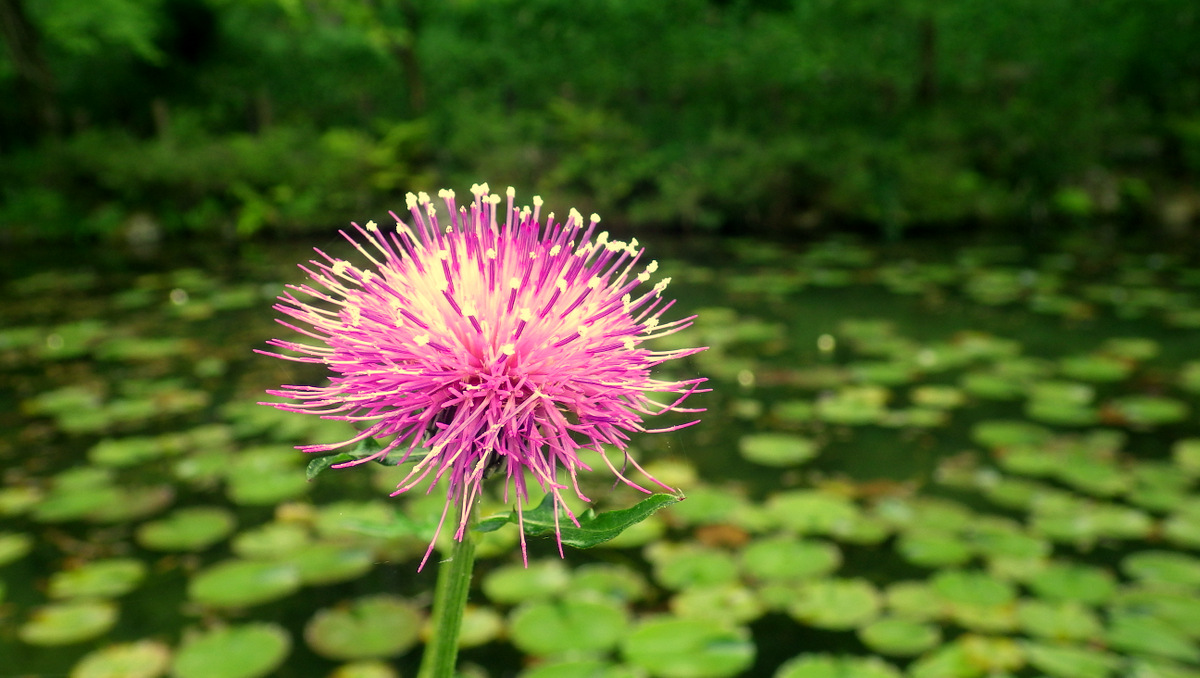 Lone Thistle