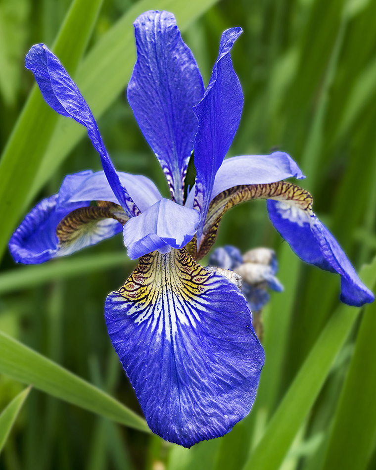 Wild Iris