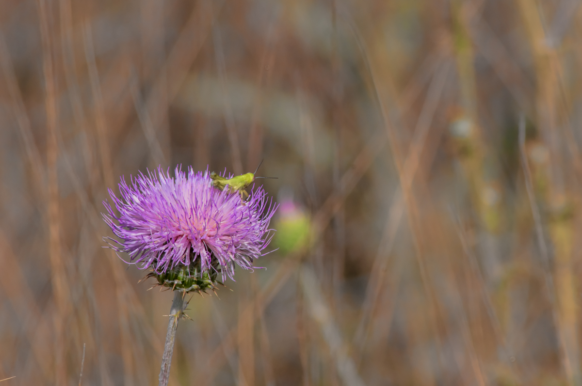 Thistle with Visitor