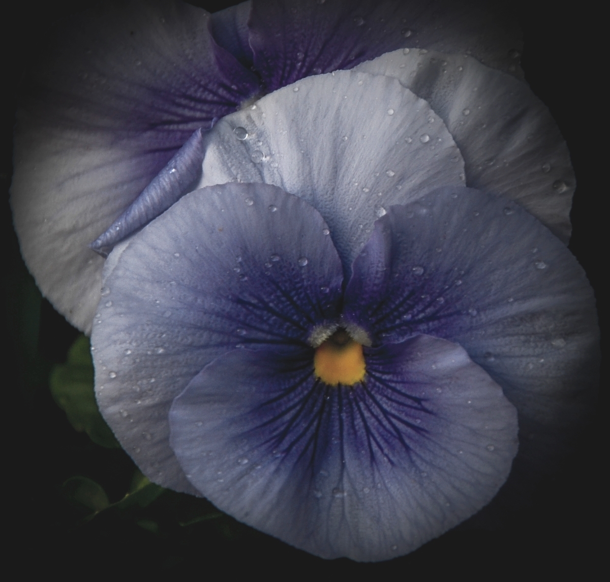 Tricolor Viola