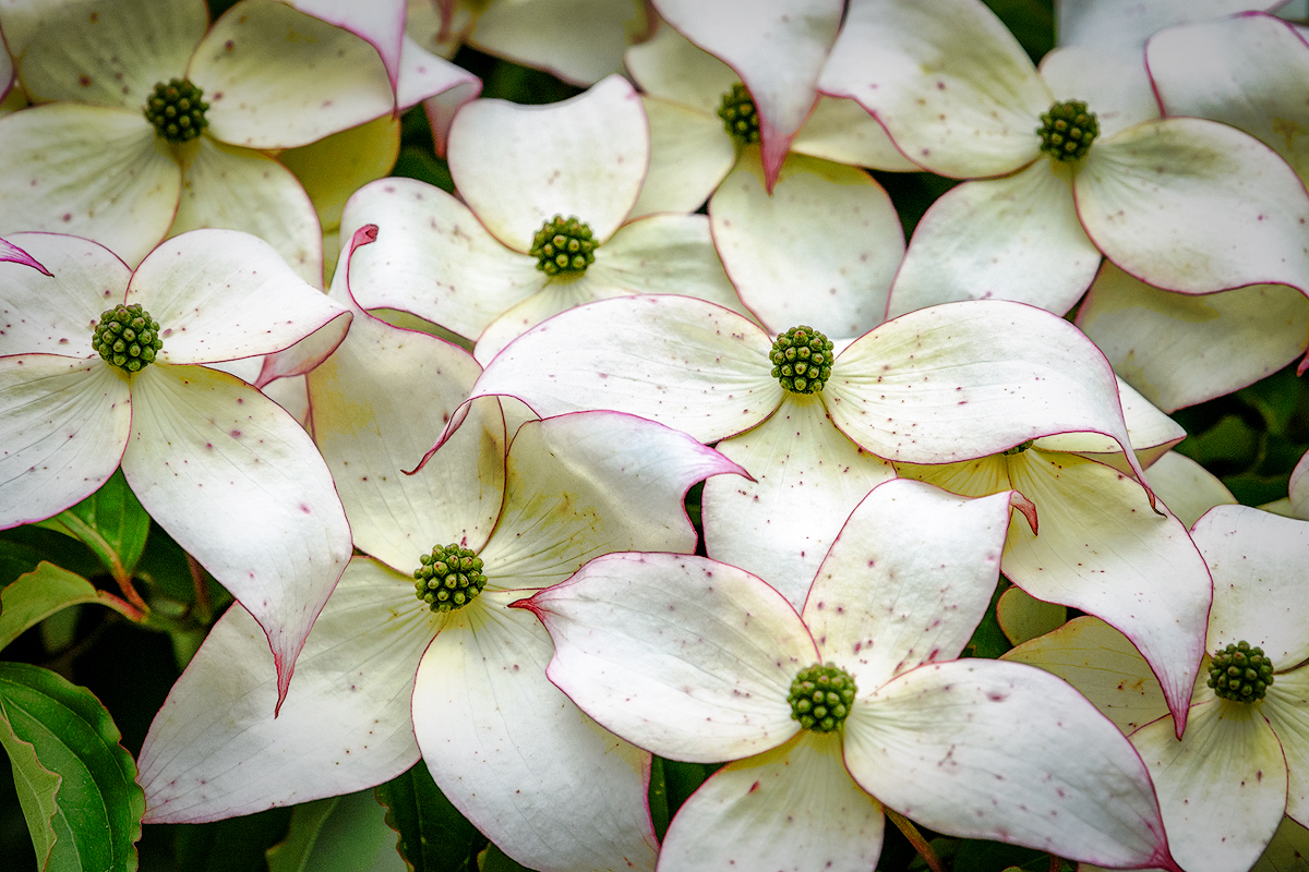 Korean Dogwood