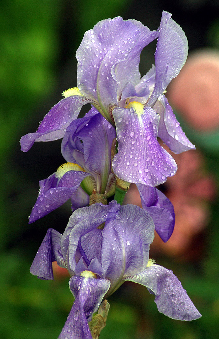 Iris