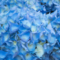 Hydrangeas
