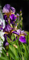 Iris photo in the style of M. Vincent Van Gogh