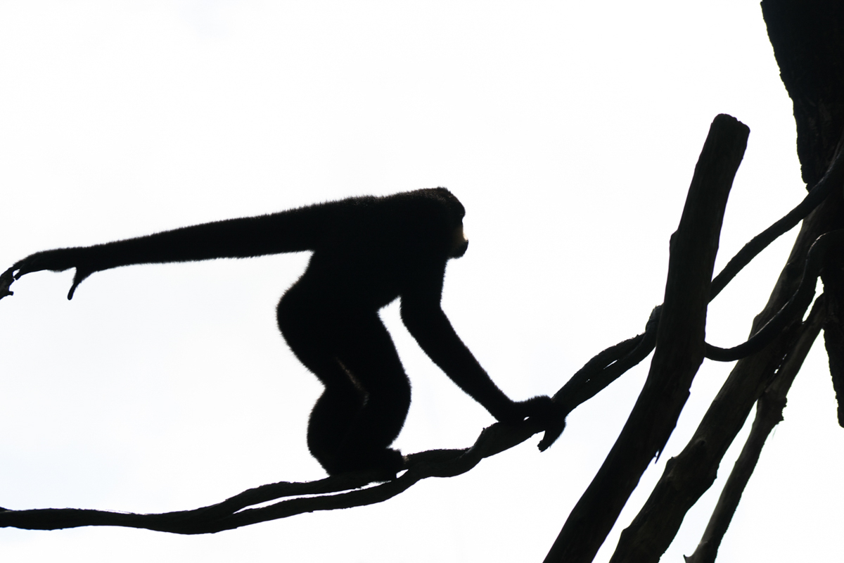 Monkey Bussiness