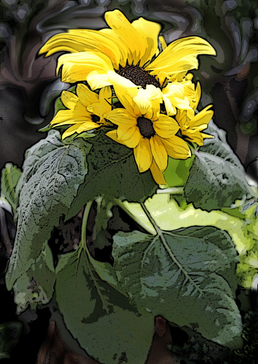 Helianthus Annus