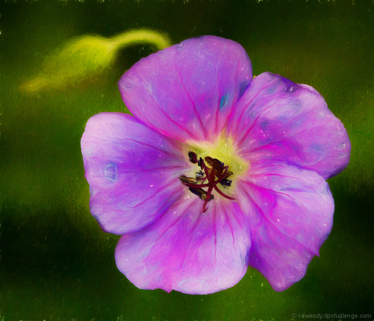 Purple Flower with Bud