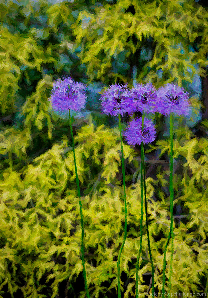 Allium and Cypress