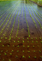 Rice Paddy Tracks