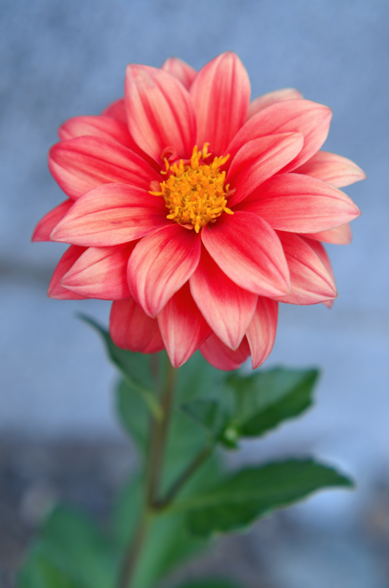 Mary Helen's Prize Winning Dahlia