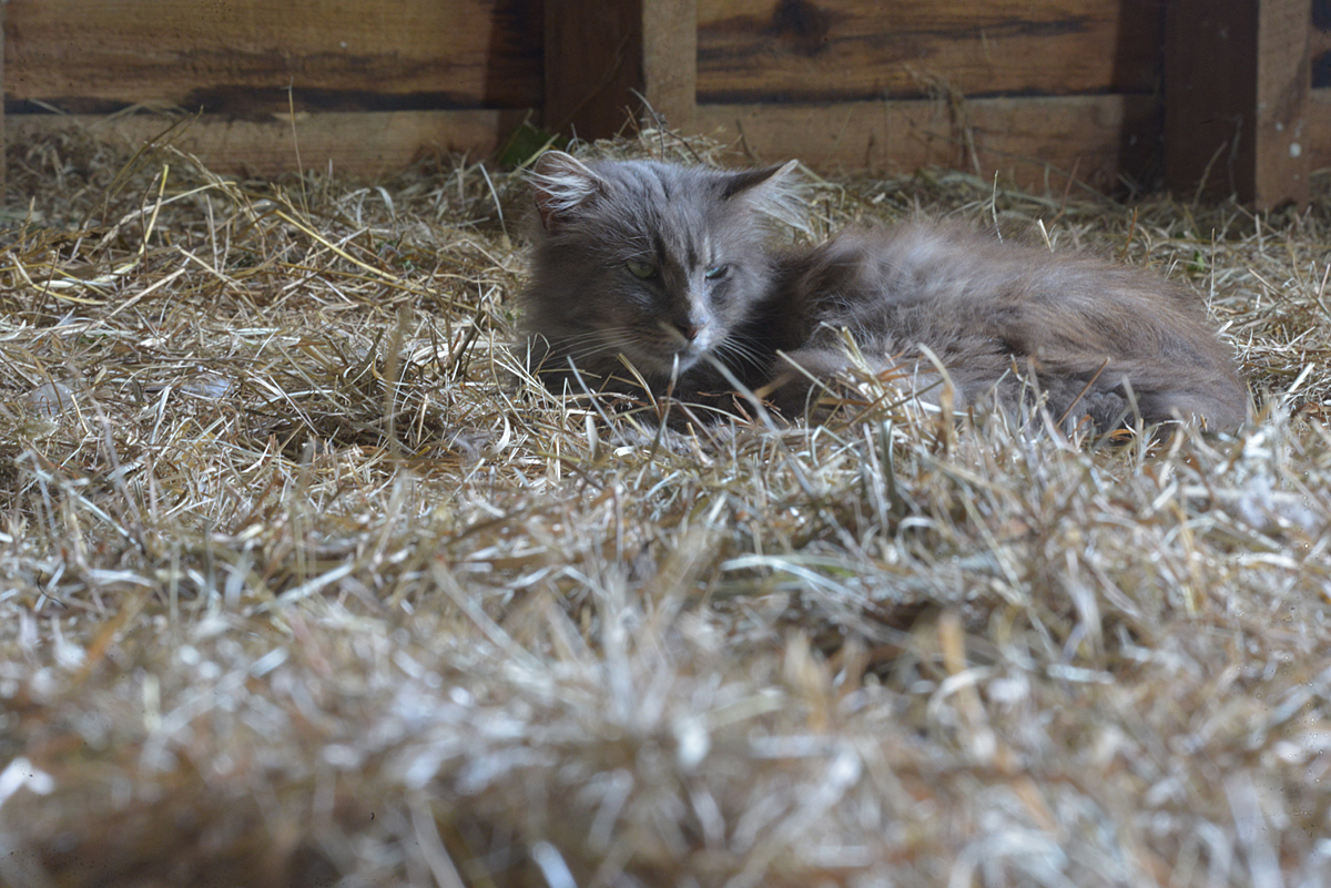 The Barn Cat