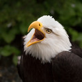 Eagle in Juneau Alaska