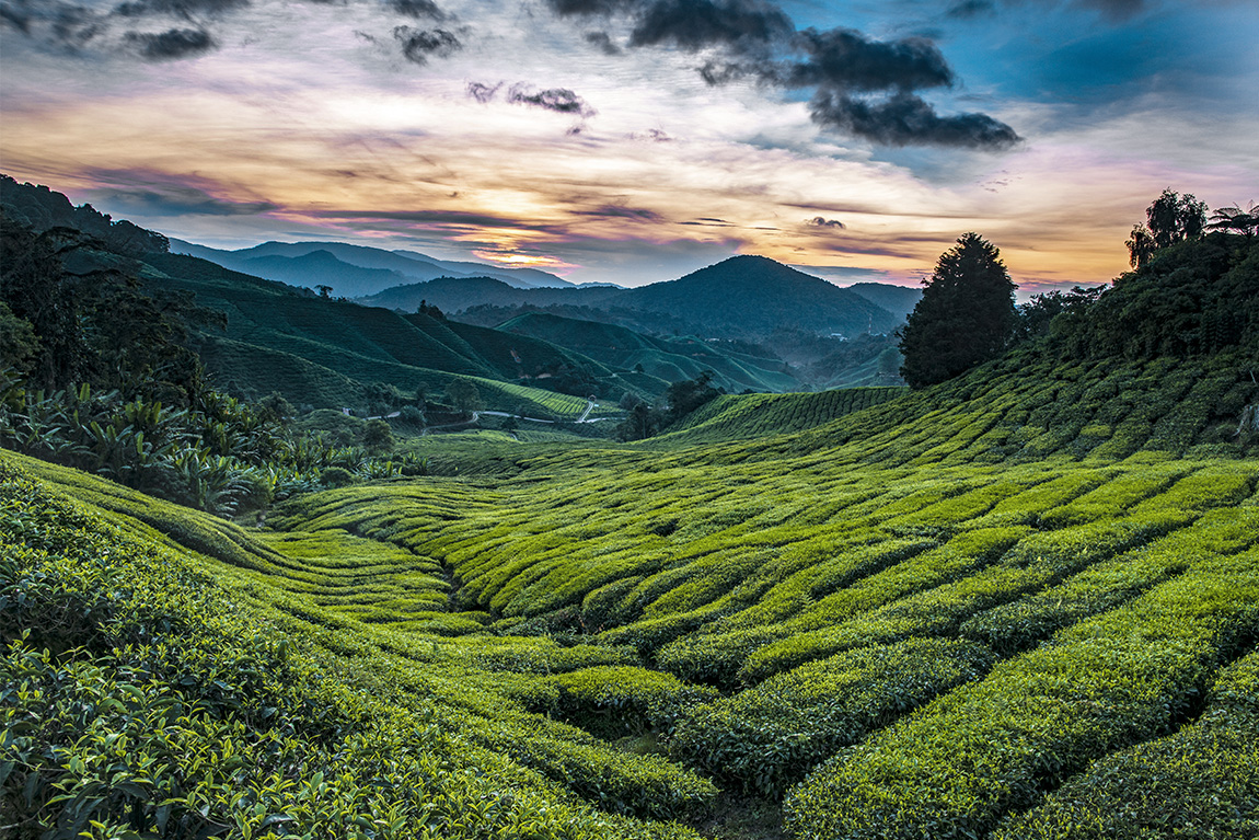 Sunrise at Tea Plantation, Cameron Highlands