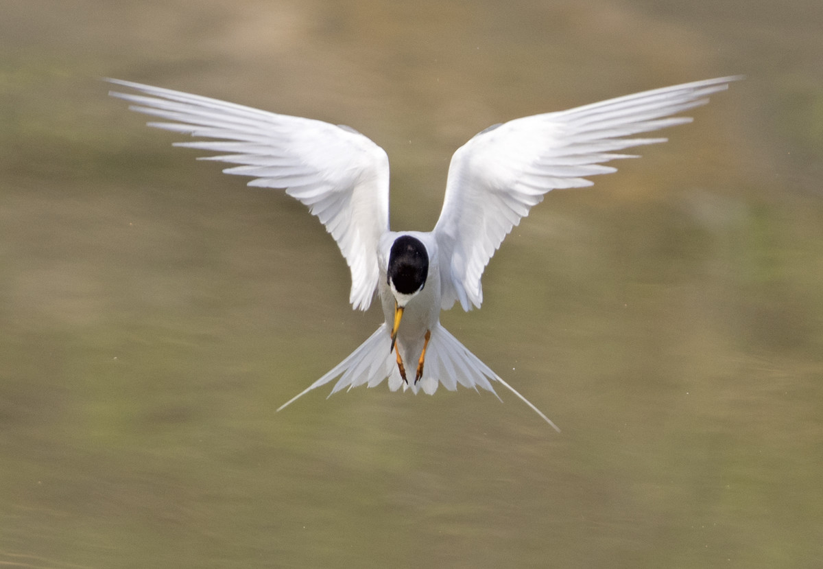 Terns in Angel