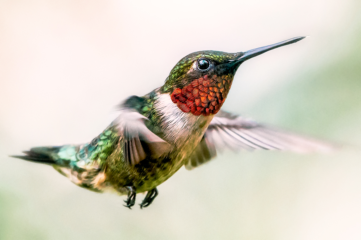 Ruby-throat at Dusk