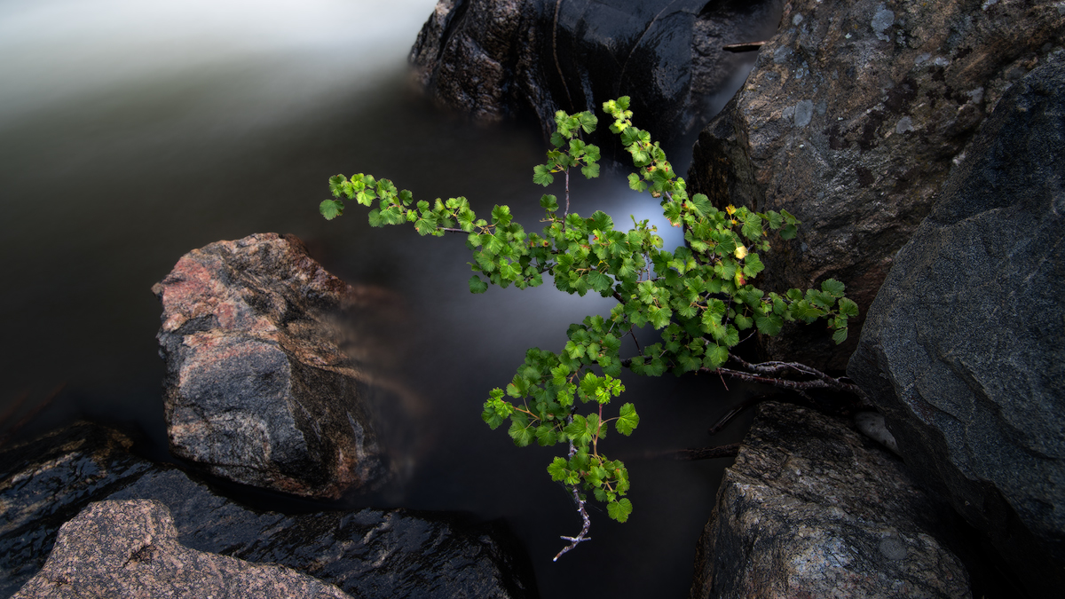 Covfefe-A small plant growing in and around a cove of rocks