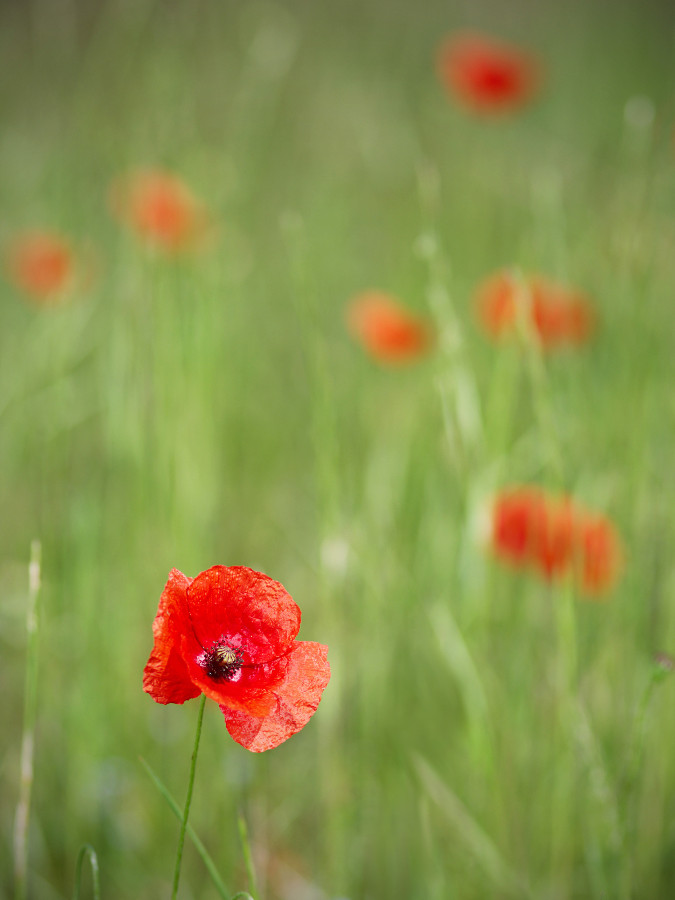 7 red poppy flowers