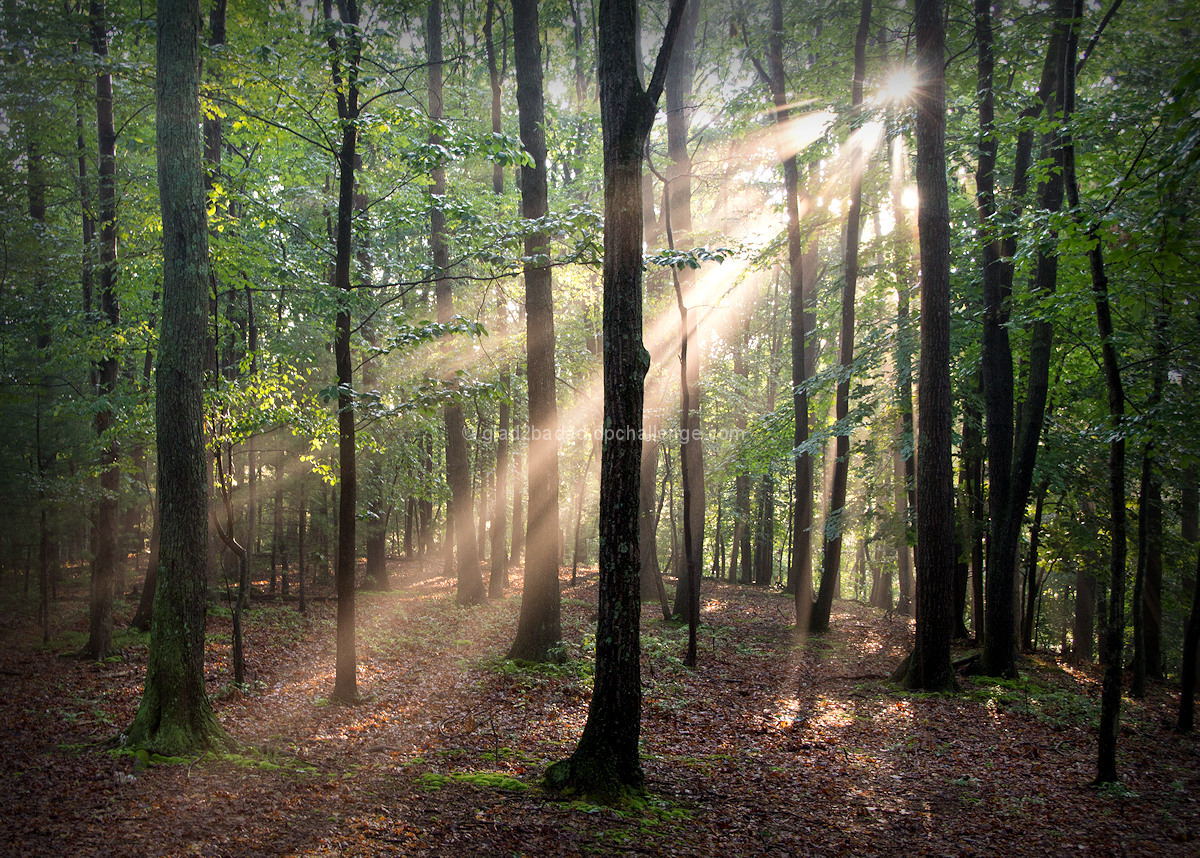 Morning Walk in the Woods