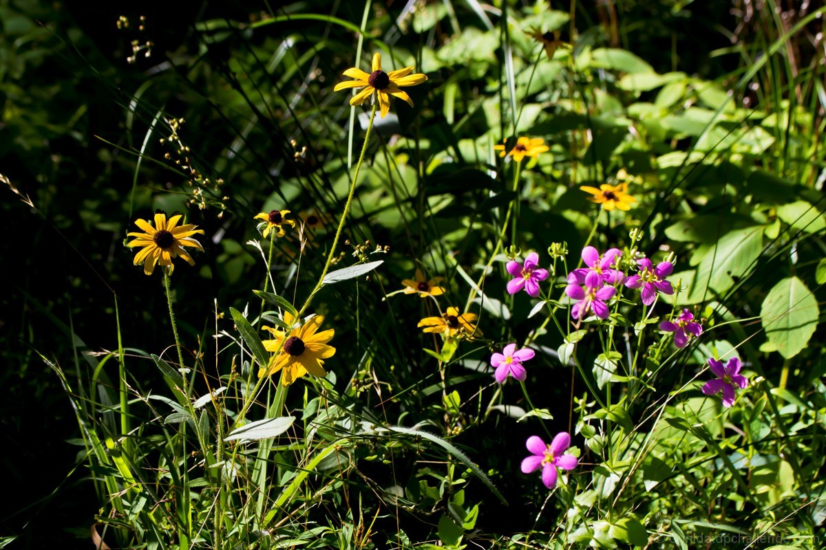 Sunshine on Nature's Landscape 