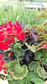 Macroglossum Pelargonium Hortorum