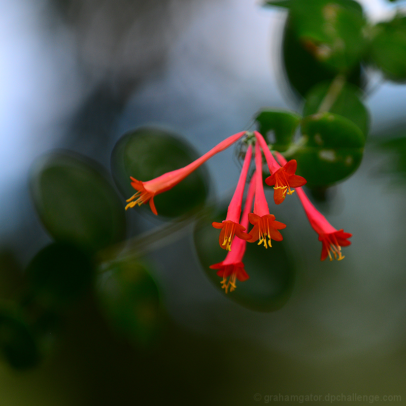 Lonicera sempervirens