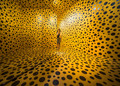 Dance of the Yellow Polka Dots