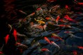 Fish Tales
