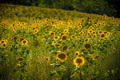Sunflowers (a lot of...)