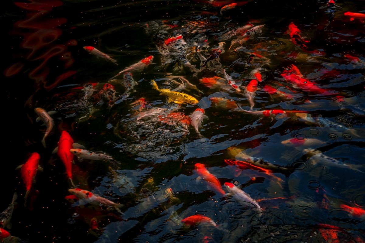 Fish Tales